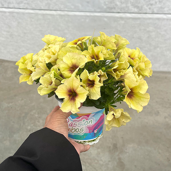 ペチュニア：クレイジーチュニア　バナナラマ3.5号ポット