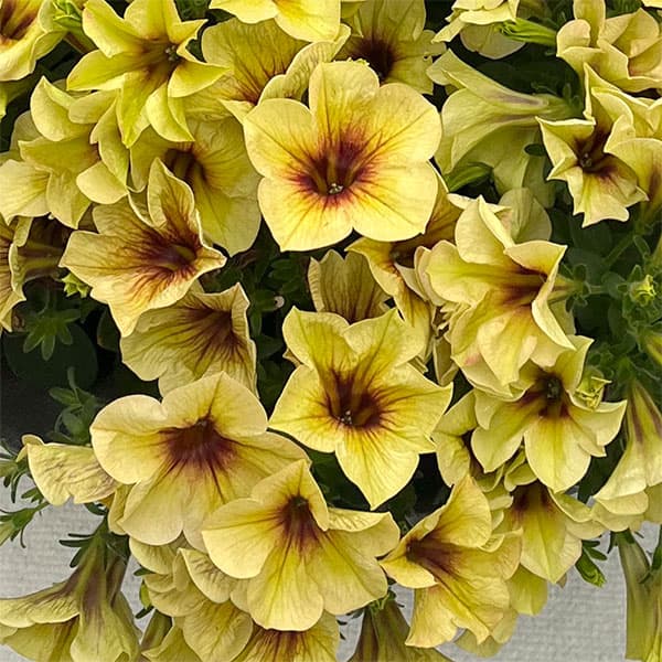 ペチュニア：クレイジーチュニア　バナナラマ3.5号ポット