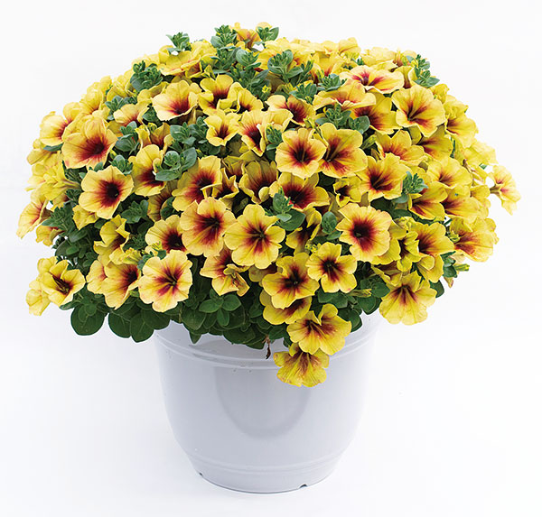 ペチュニア：クレイジーチュニア　バナナラマ3.5号ポット