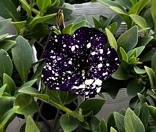 ペチュニア:ミッドナイトスカイ3.5号ポット