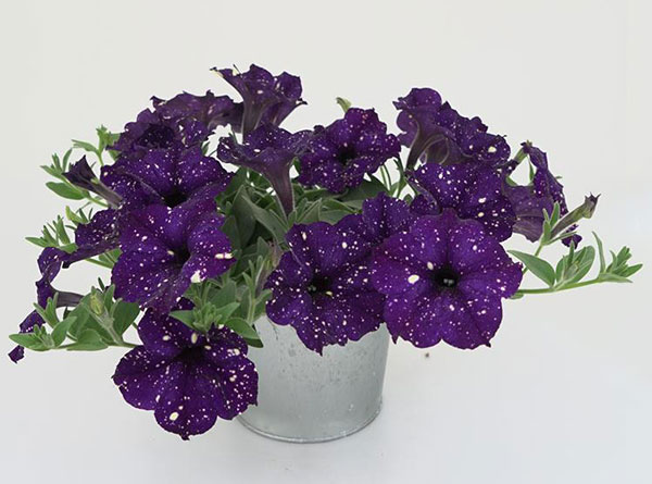 ペチュニア:ミッドナイトスカイ3.5号ポット