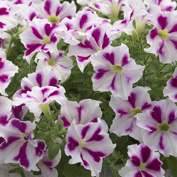 ペチュニア：流れ星　ハートドレス3.5号ポット