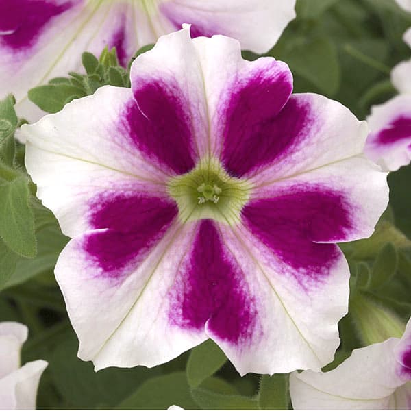 ペチュニア：流れ星　ハートドレス3.5号ポット