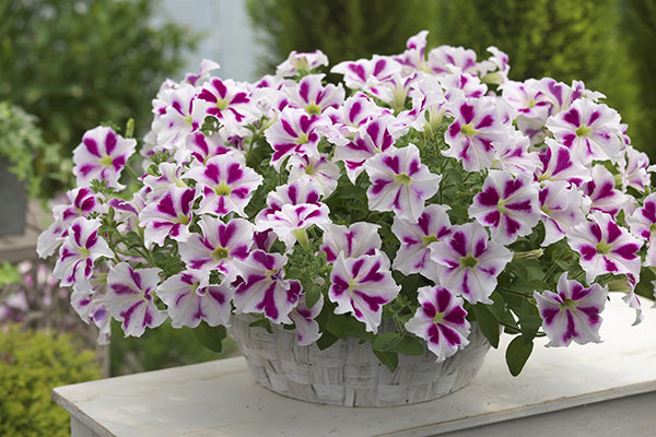 ペチュニア：流れ星　ハートドレス3.5号ポット