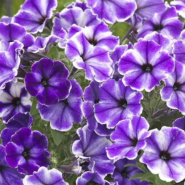 ペチュニア：流れ星　ブルードレス　3.5号ポット