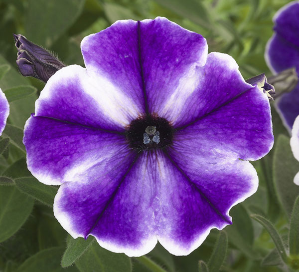 ペチュニア：流れ星　ブルードレス　3.5号ポット