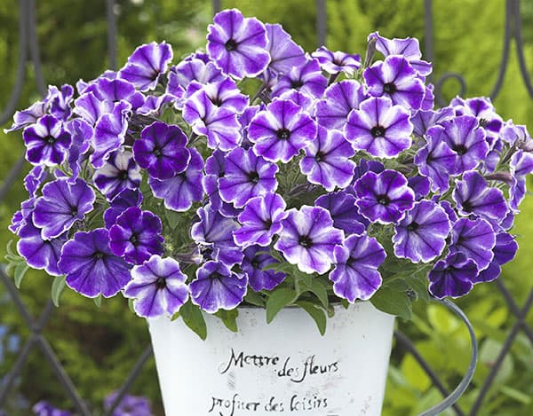 ペチュニア：流れ星　ブルードレス　3.5号ポット