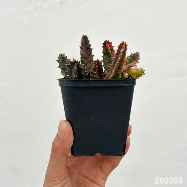 フェルニア：ゼブリナ錦2.5号鉢植え