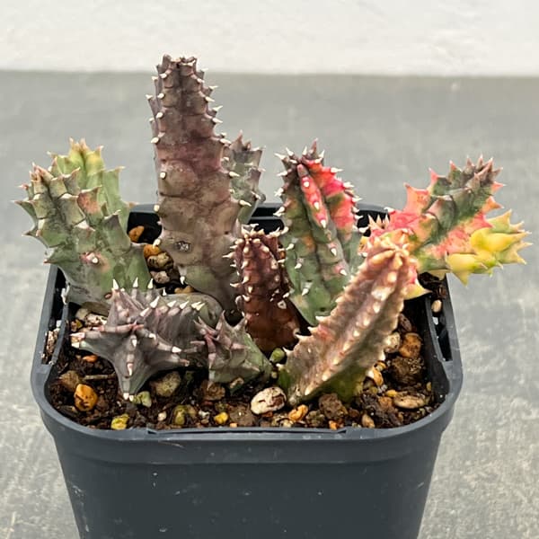 フェルニア：ゼブリナ錦2.5号鉢植え