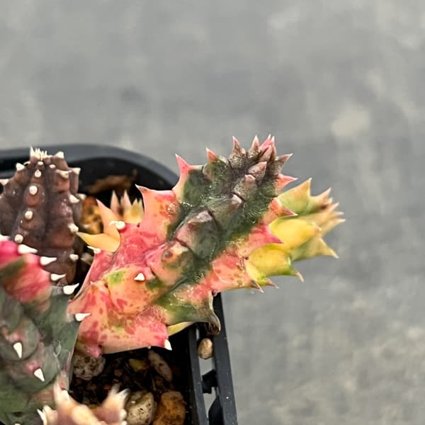 フェルニア：ゼブリナ錦2.5号鉢植え