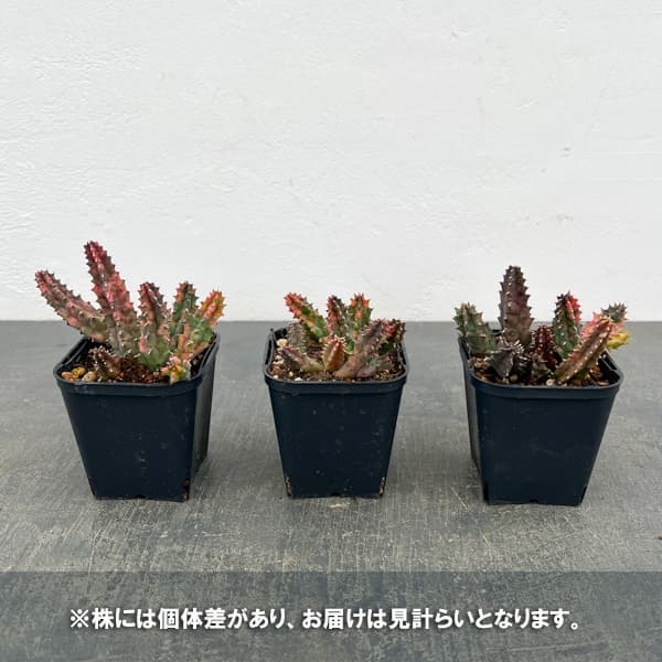 フェルニア：ゼブリナ錦2.5号鉢植え