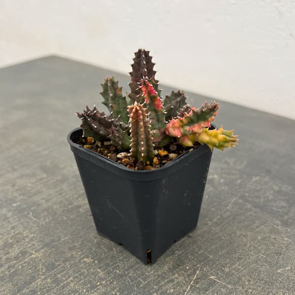 フェルニア：ゼブリナ錦2.5号鉢植え