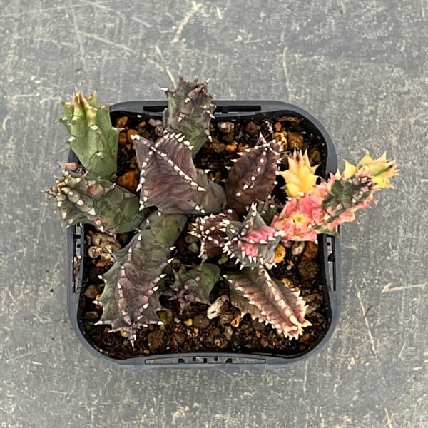 フェルニア：ゼブリナ錦2.5号鉢植え