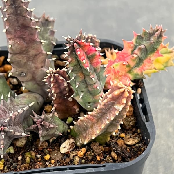 フェルニア：ゼブリナ錦2.5号鉢植え