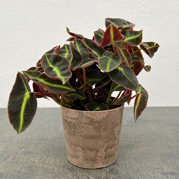 ベゴニア：リスターダ　4号鉢植え