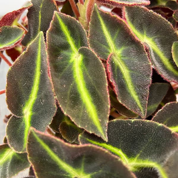 ベゴニア：リスターダ　4号鉢植え