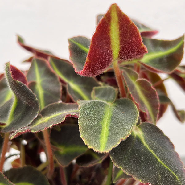 ベゴニア：リスターダ　4号鉢植え