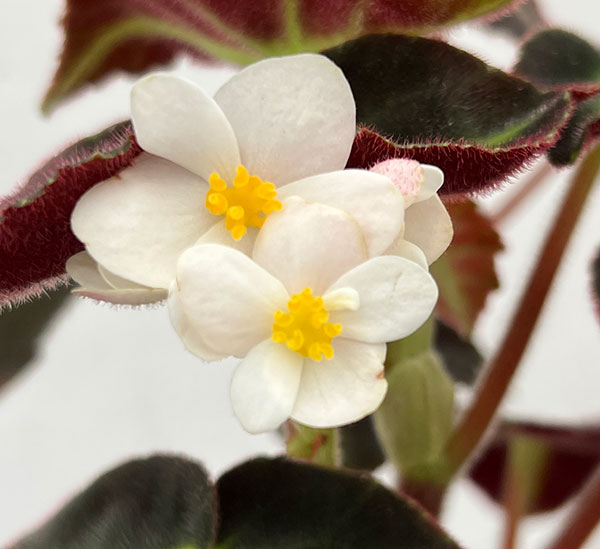 ベゴニア：リスターダ　4号鉢植え