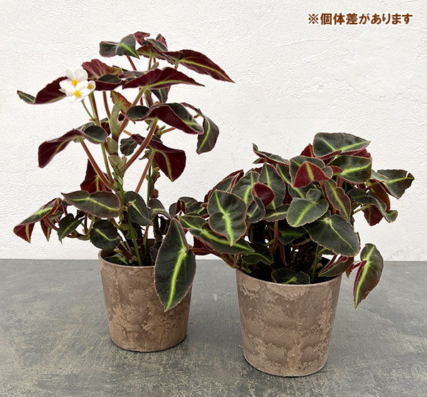 ベゴニア：リスターダ　4号鉢植え