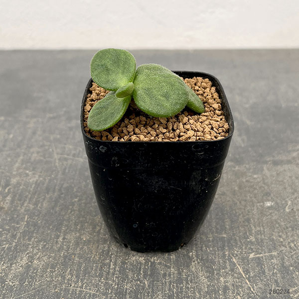 チレコドン：エクティプス　2.5号鉢植え