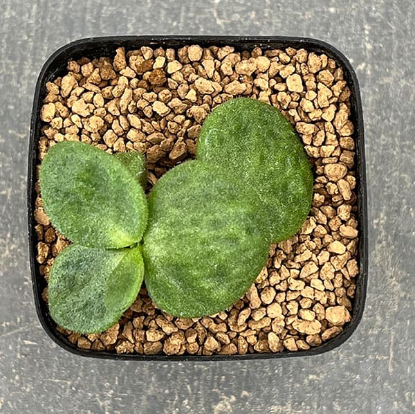 チレコドン：エクティプス　2.5号鉢植え