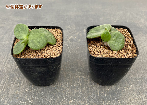 チレコドン：エクティプス　2.5号鉢植え