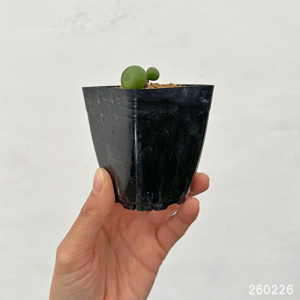 チレコドン：オペリー　2.5号鉢植え