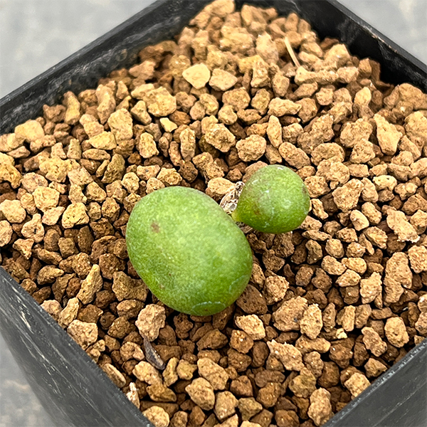 チレコドン：オペリー　2.5号鉢植え