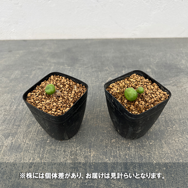 チレコドン：オペリー　2.5号鉢植え