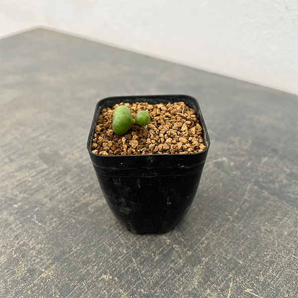 チレコドン：オペリー　2.5号鉢植え