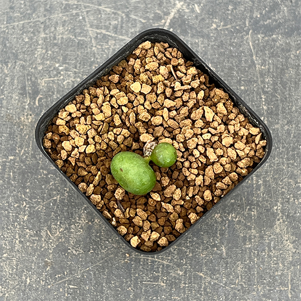 チレコドン：オペリー　2.5号鉢植え