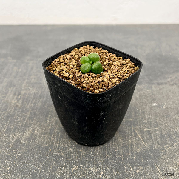 チレコドン：プシルス　2.5号鉢植え