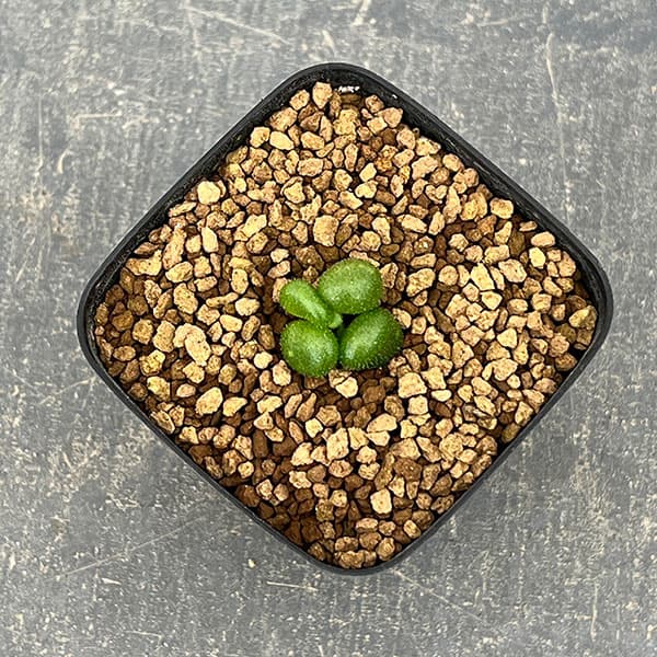 チレコドン：プシルス　2.5号鉢植え