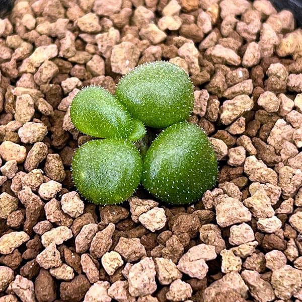 チレコドン：プシルス　2.5号鉢植え