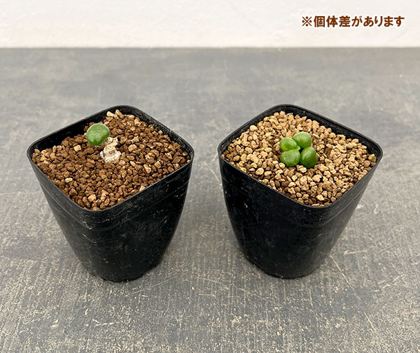 チレコドン：プシルス　2.5号鉢植え