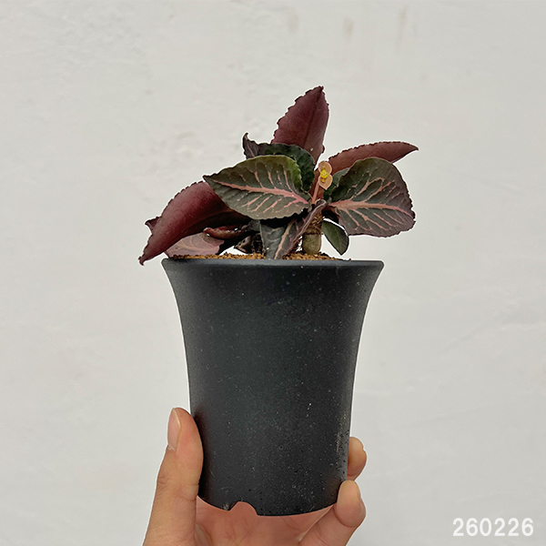 ユーフォルビア：フランコイシー　3号鉢植え26-01