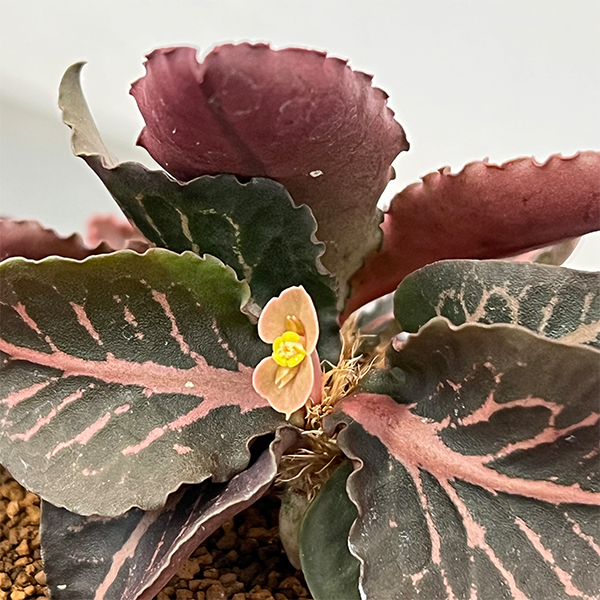 ユーフォルビア：フランコイシー　3号鉢植え26-01