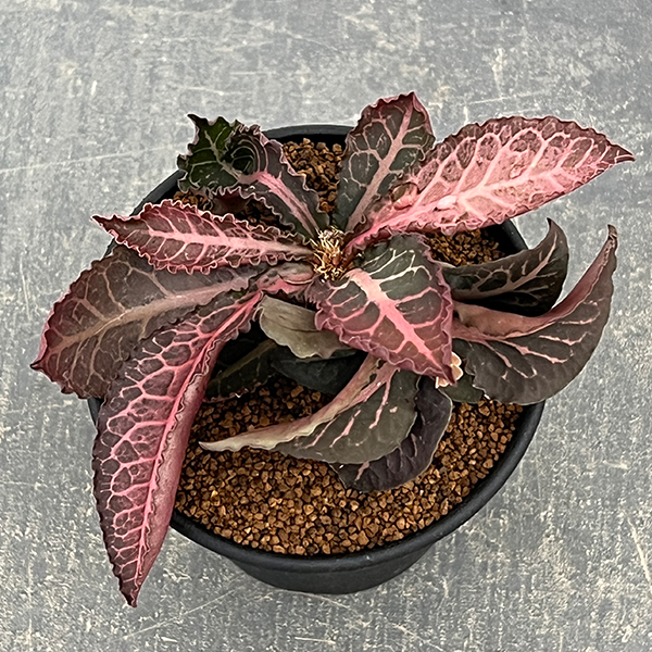 ユーフォルビア：フランコイシー　3号鉢植え26-01