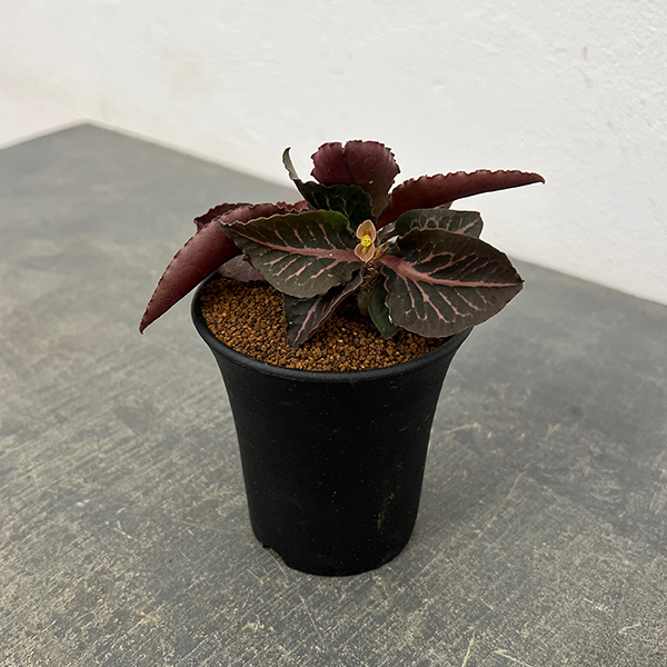 ユーフォルビア：フランコイシー　3号鉢植え26-01