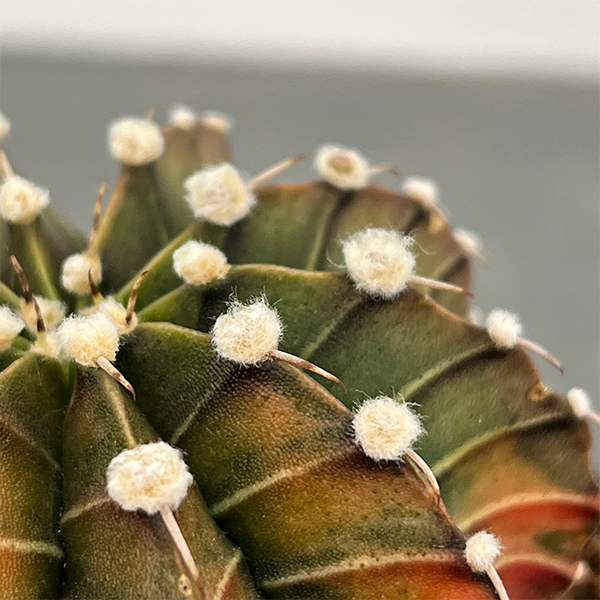 サボテン：ギムノカリキウム　緋牡丹錦（ヒボタンニシキ）3号鉢植え26-01