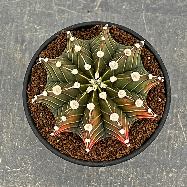 サボテン：ギムノカリキウム　緋牡丹錦（ヒボタンニシキ）3号鉢植え26-01