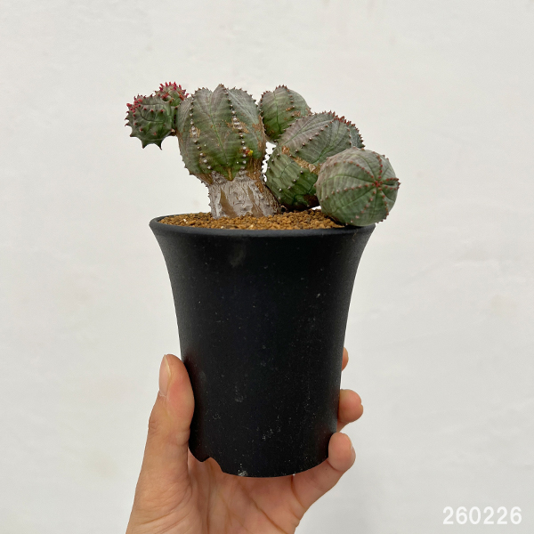 ユーフォルビア：オベサ ブロウ 3号鉢植え26-01