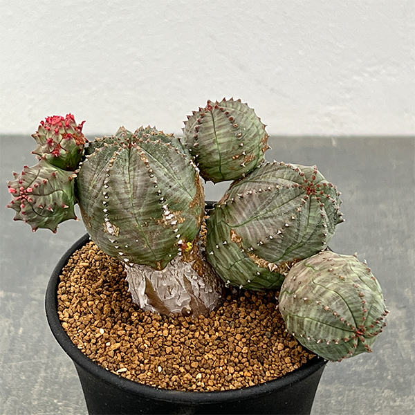 ユーフォルビア：オベサ ブロウ 3号鉢植え26-01