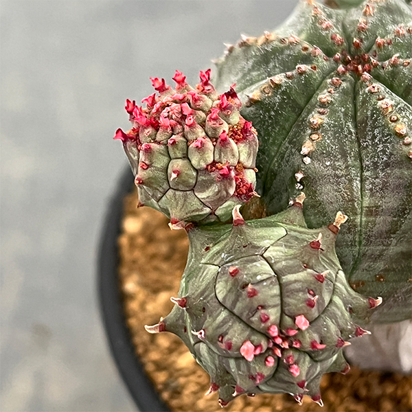 ユーフォルビア：オベサ ブロウ 3号鉢植え26-01