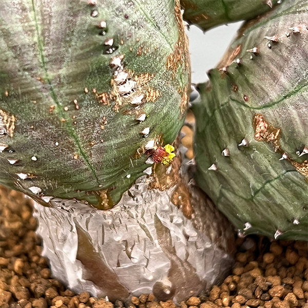 ユーフォルビア：オベサ ブロウ 3号鉢植え26-01