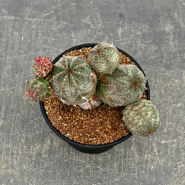 ユーフォルビア：オベサ ブロウ 3号鉢植え26-01