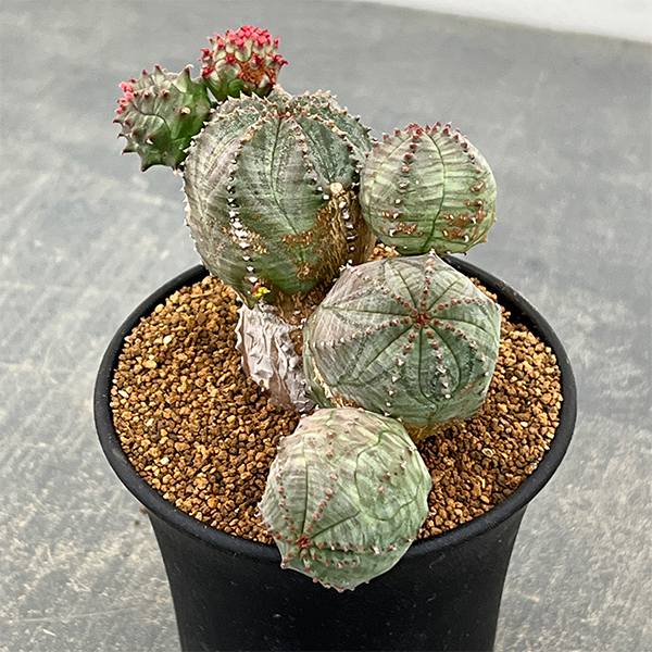 ユーフォルビア：オベサ ブロウ 3号鉢植え26-01