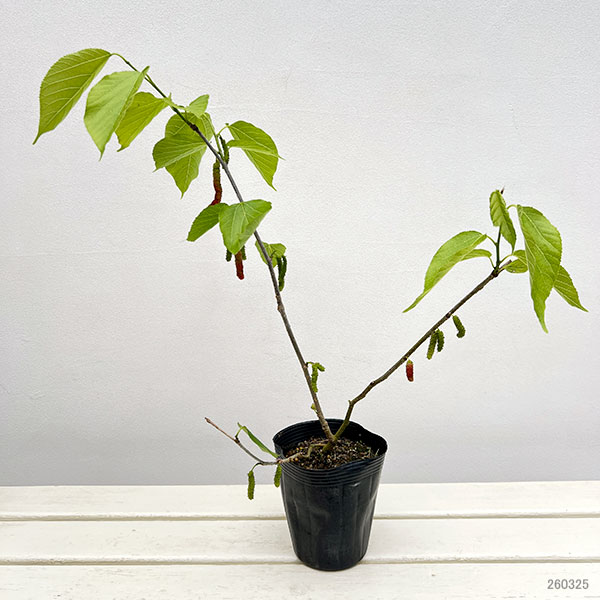 マルベリー（桑）：台湾長果桑（タイワンチョウカソウ）4号ポット