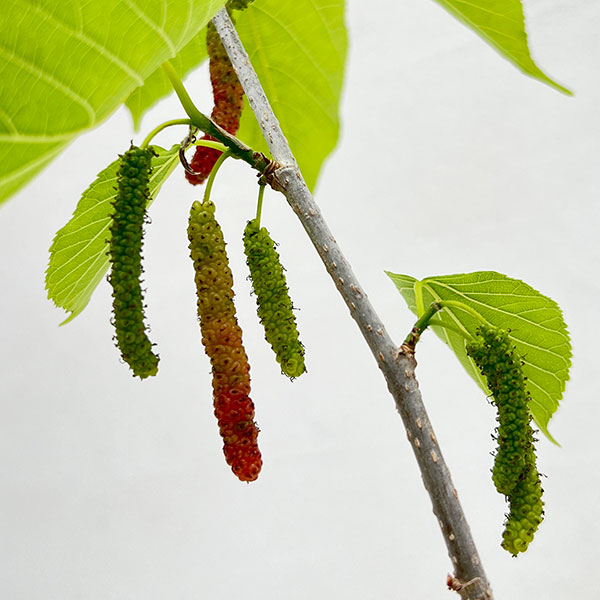 マルベリー（桑）：台湾長果桑（タイワンチョウカソウ）4号ポット