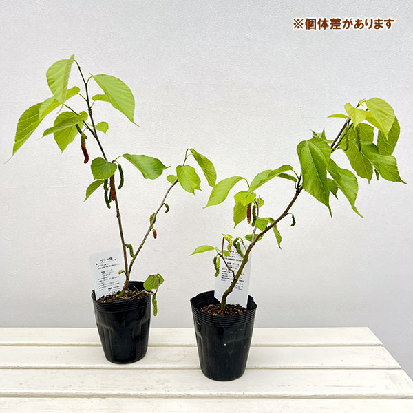マルベリー（桑）：台湾長果桑（タイワンチョウカソウ）4号ポット